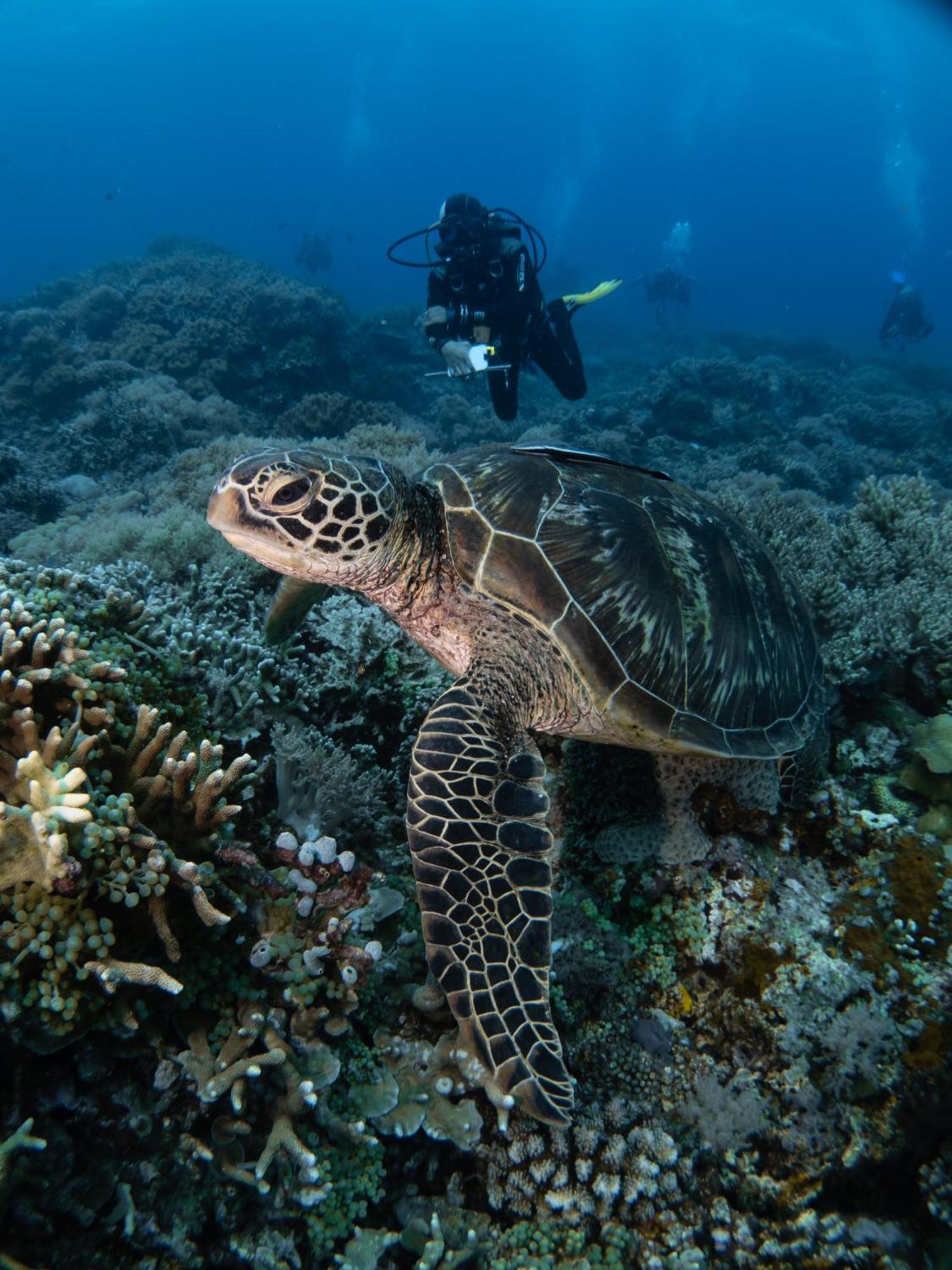 Vitaminsea Room Dauin Exterior foto